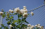 Crème de la Crème rose photo