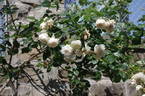 Crème de la Crème rose photo