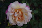 Tapestry rose photo