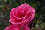 Pink Perpétué rose photo