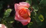 René Goscinny ® rose photo