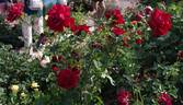 Jugendliebe rose photo