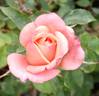 Sweet Revenge rose photo