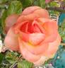 Sheila MacQueen rose photo
