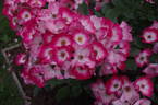 Bukavu rose photo
