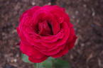 Norita ® rose photo