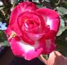 Dina Gee rose photo