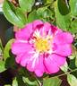 Heinrich Karsch rose photo