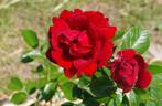 Jugendliebe rose photo