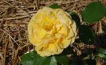 Bernstein-Rose ® rose photo