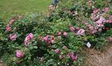 Les Quatre Saisons ® rose photo