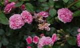 Les Quatre Saisons ® rose photo