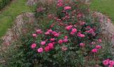 Bella Rosa ® rose photo