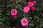 Bella Rosa ® rose photo