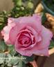 Blue Ocean rose photo