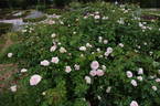 Bremer Stadtmusikanten ® rose photo