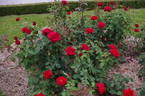 Duftzauber rose photo