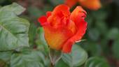 Louis de Funès ® rose photo