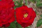 Pussta rose photo