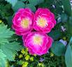 Jeanie Deans rose photo