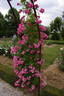 Minnehaha rose photo