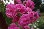 Minnehaha rose photo