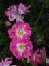 Dawson rose photo