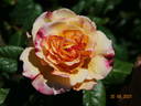 Aquarell rose photo