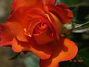 Hallé rose photo