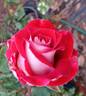 Snowfire rose photo