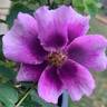 Eyeconic ® Plum Lemonade rose photo