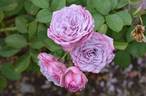 Tangles rose photo