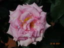 Scent-Sation rose photo
