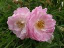 Sävel rose photo