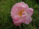 Sävel rose photo
