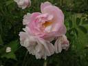 Sävel rose photo
