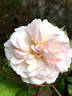 Inspektor Blohm rose photo