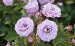 KORtangwal rose photo
