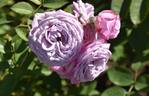 KORtangwal rose photo