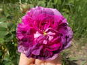 Boula de Nanteuil rose photo
