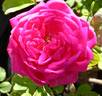 Duchess of Sutherland rose photo