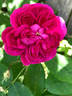 Joasine Hanet rose photo
