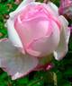 Ricordo di Giosue Carducci rose photo