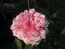 Ricordo di Giosue Carducci rose photo