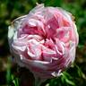 Ricordo di Giosue Carducci rose photo