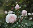 Bridal Tiara rose photo