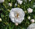 Bridal Tiara rose photo