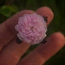 Universal Favorite rose photo