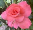 Touch of Class ™ rose photo