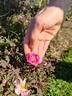 Irish Rich Marbled rose photo